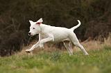 DOGUE ARGENTIN 118